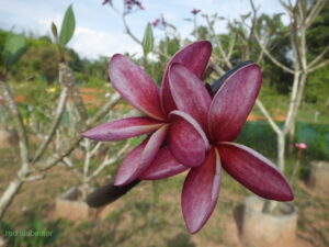 Red Alabaster plumeria