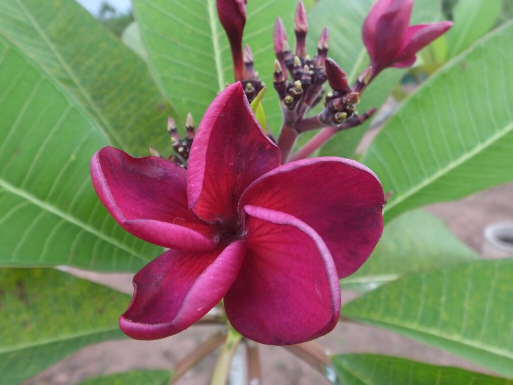 Red Moon Rising plumeria photo