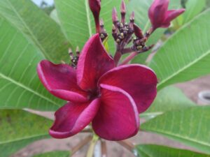 Red Moon Rising plumeria