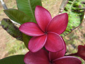 Red Ransom plumeria