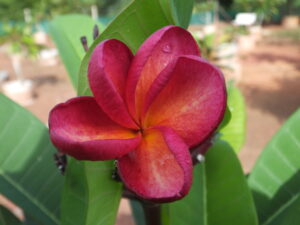 Red Rhapsody plumeria