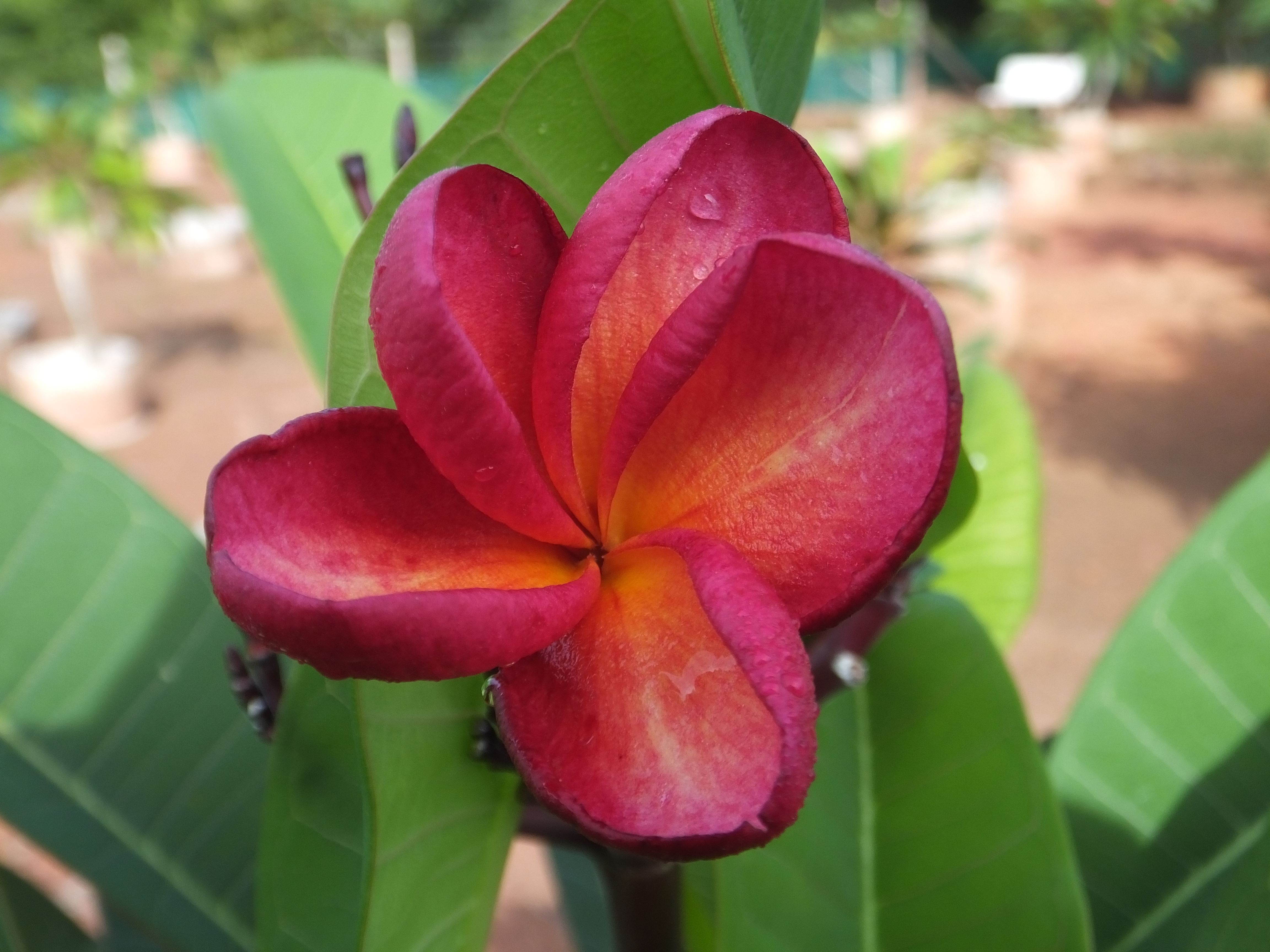 Red Rhapsody plumeria photo