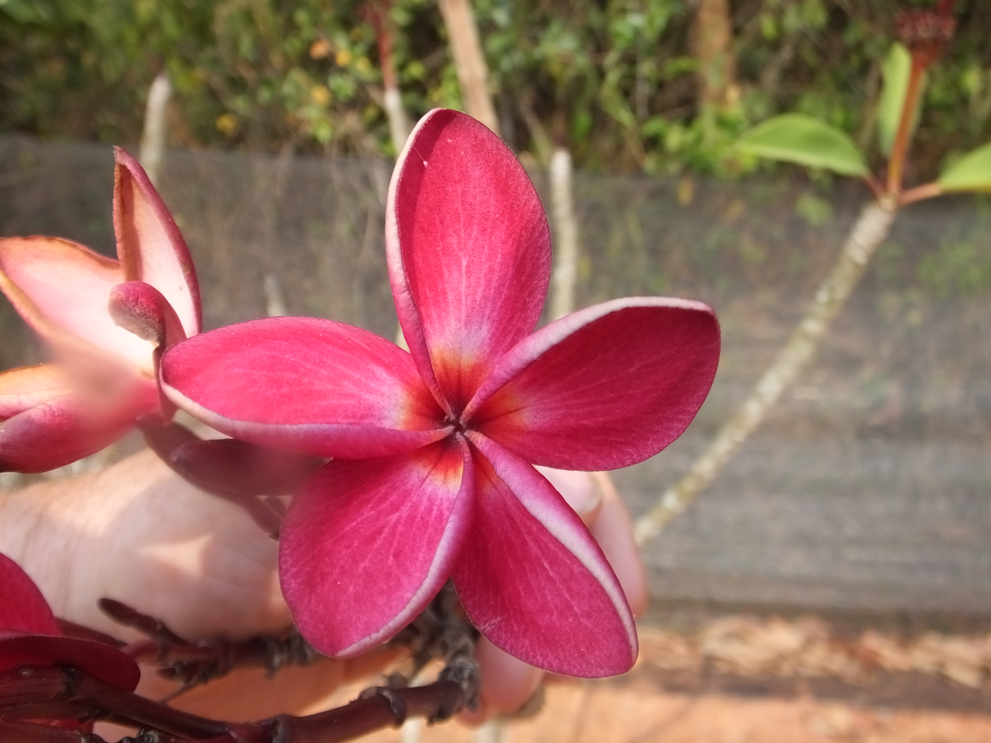 Red Riot plumeria photo