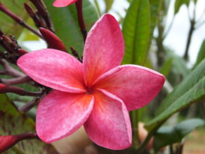 Red Sangrar plumeria