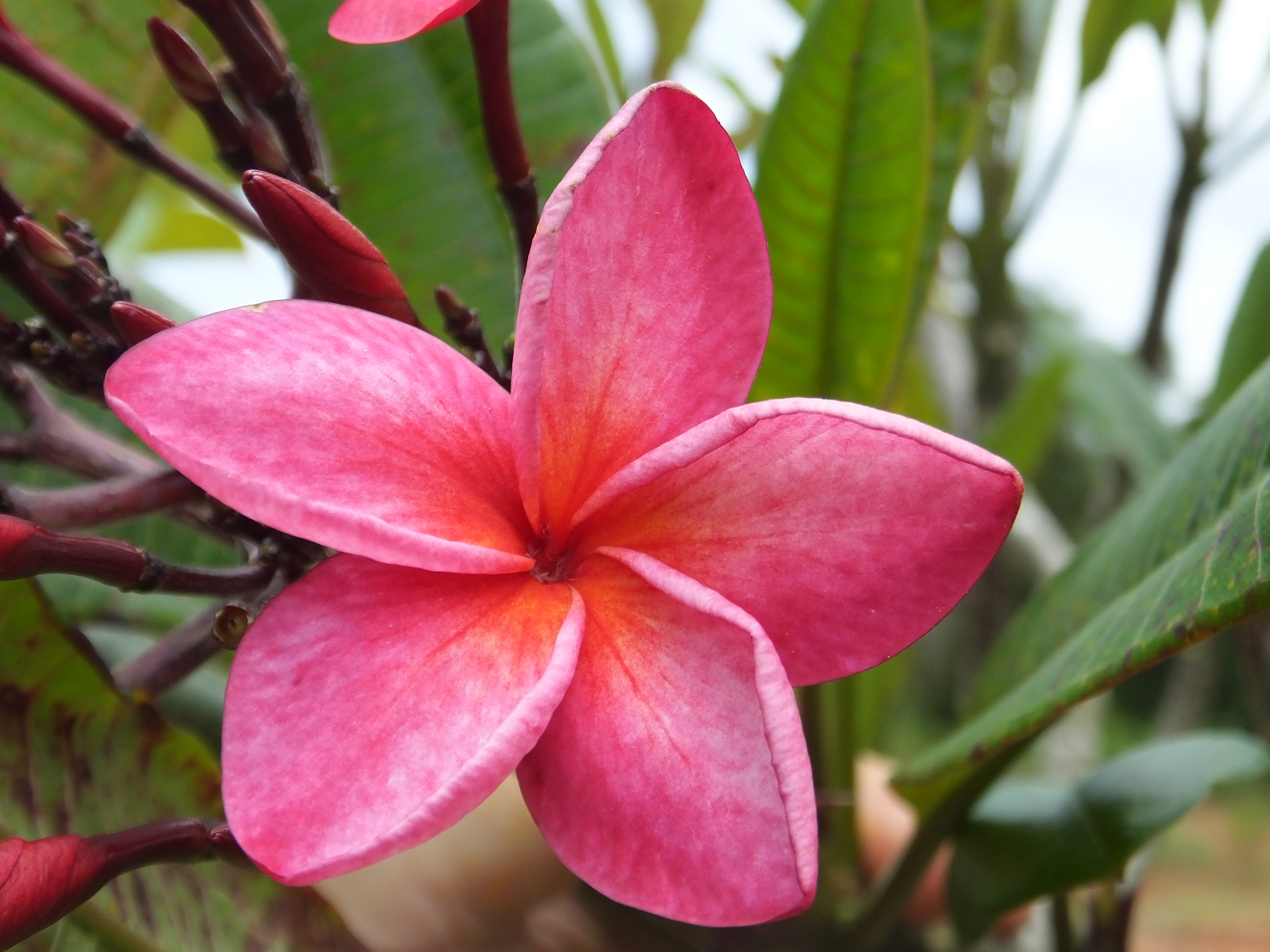 Red Sangrar plumeria photo