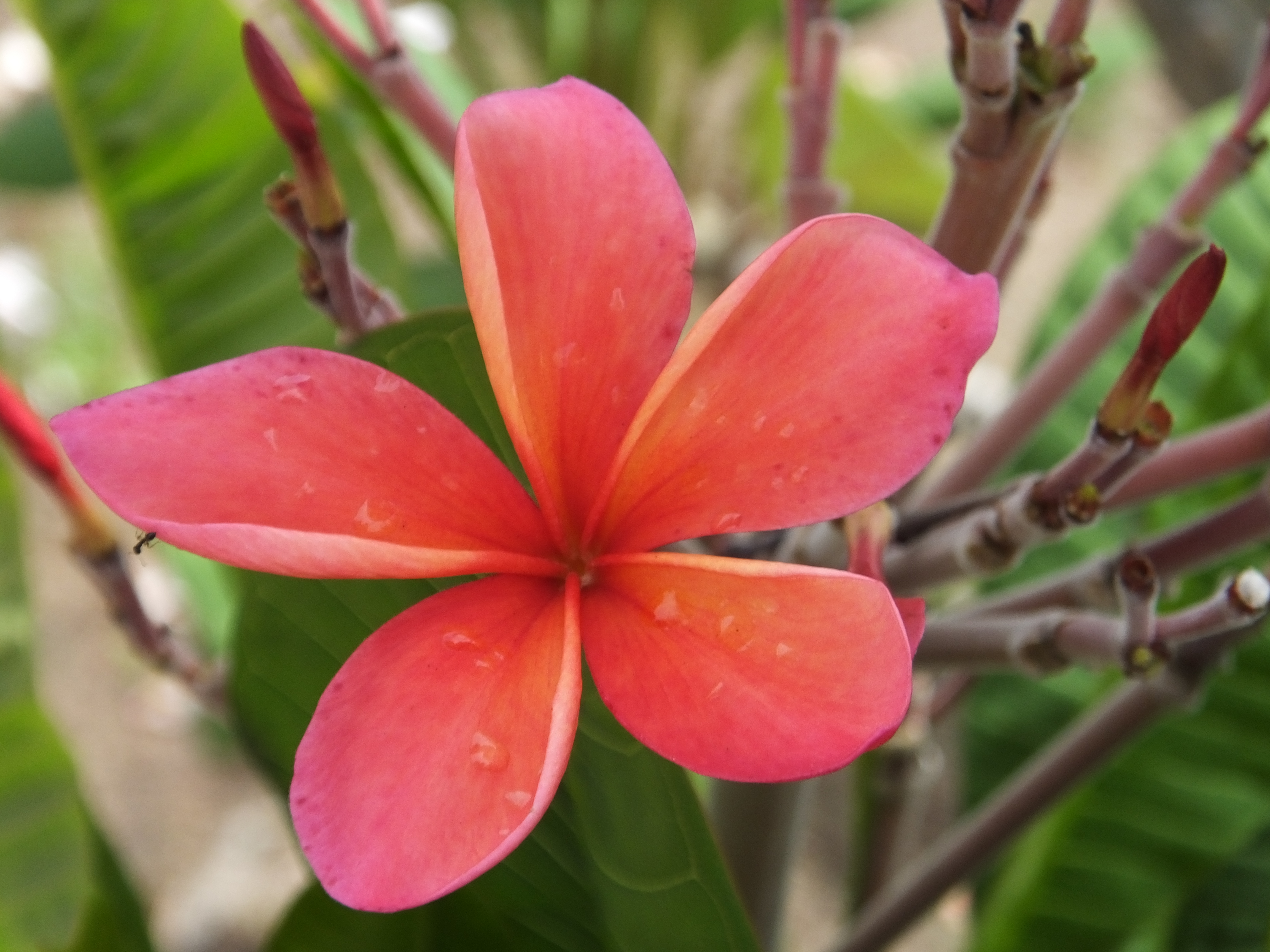 Rorange plumeria photo
