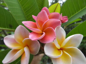 Rose Gold plumeria