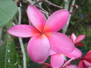 Saifon plumeria