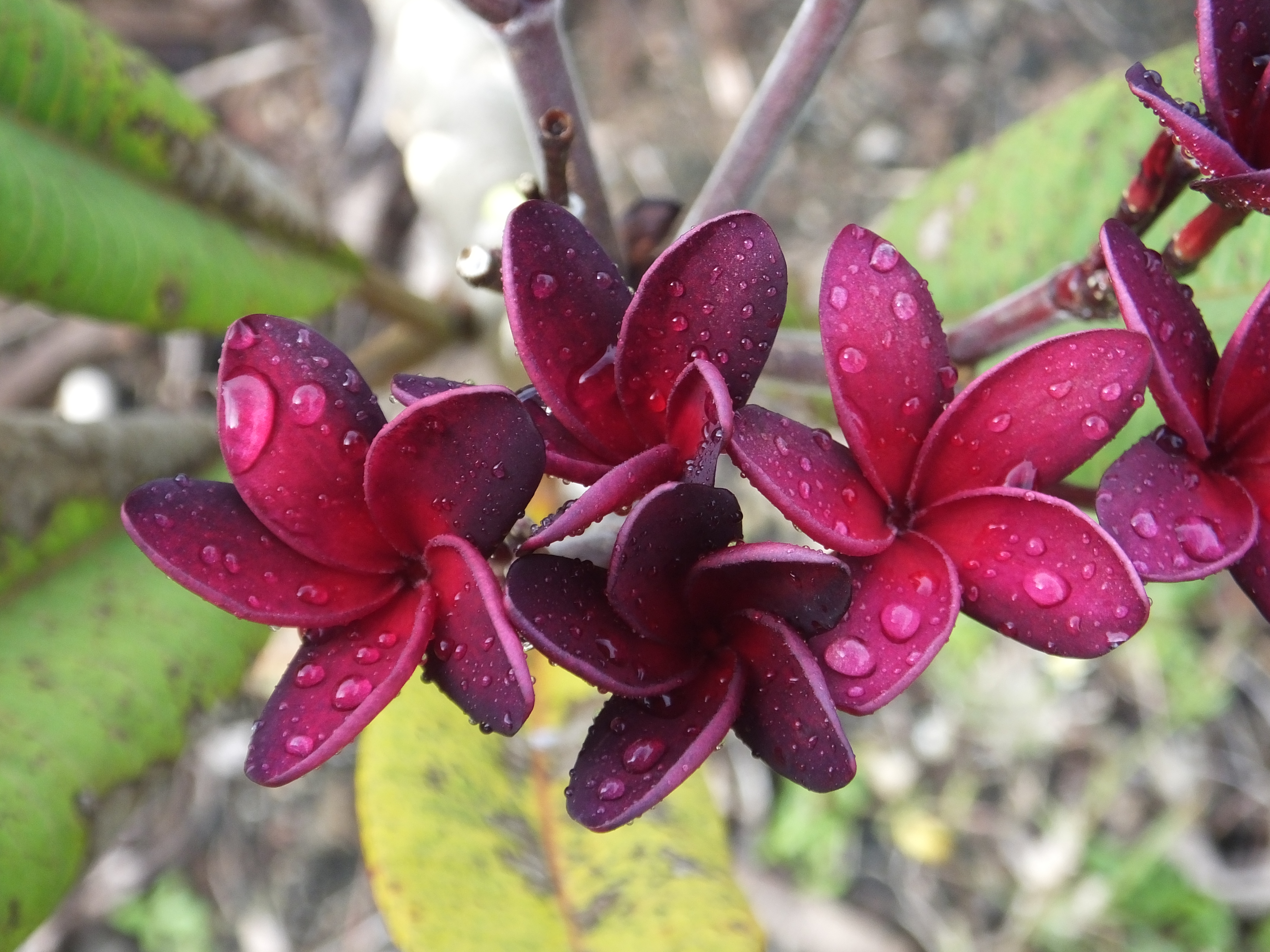 Scandalous plumeria photo