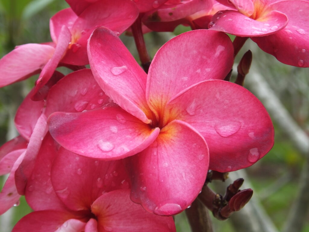 Scarlet Queen plumeria photo