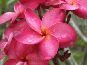 Scarlet Queen plumeria