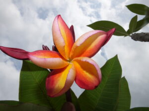 Scorpio plumeria