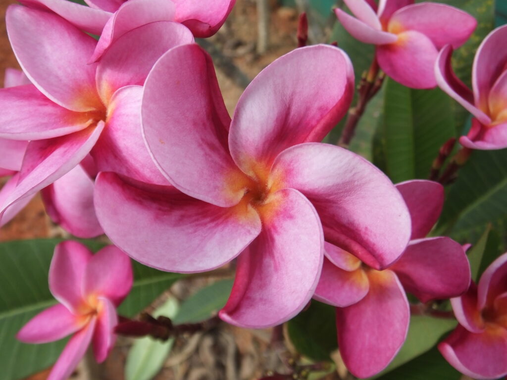 Shapeshifter plumeria photo
