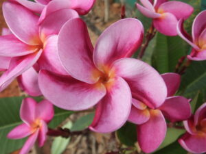 Shapeshifter plumeria