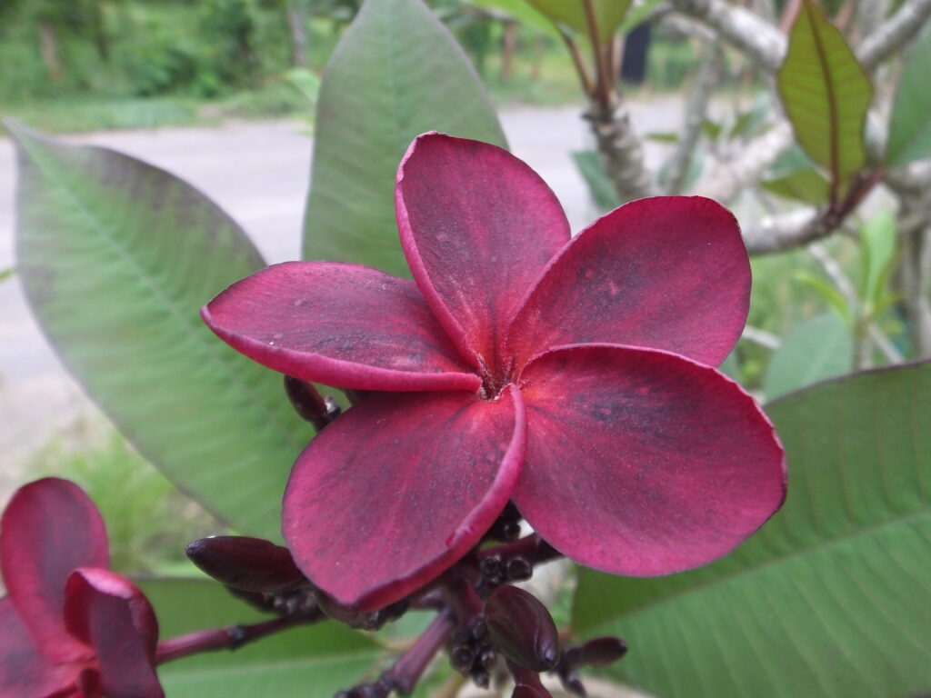 Shazam plumeria photo