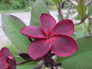Shazam plumeria