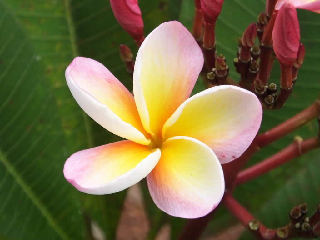 Shiralee plumeria photo