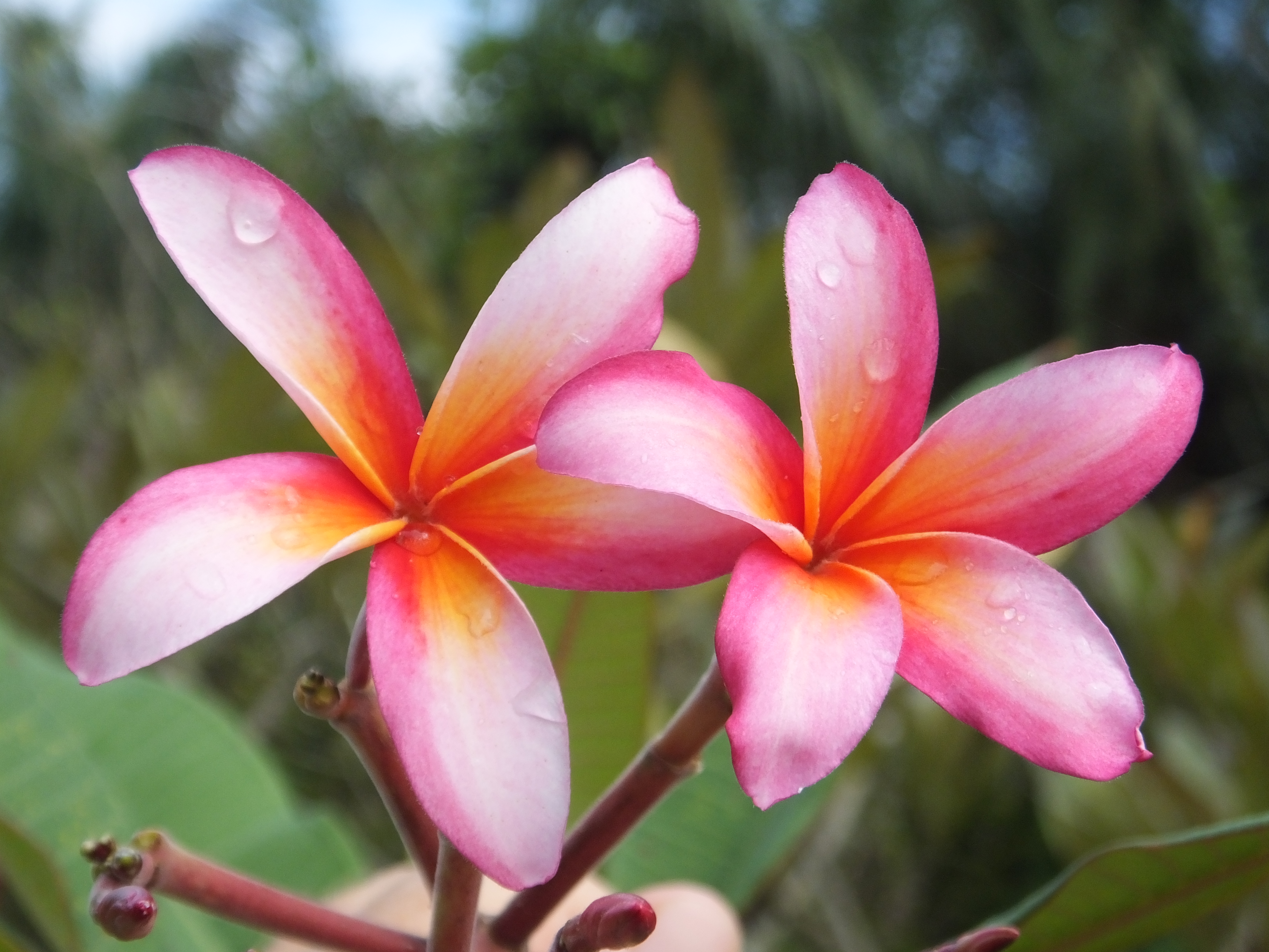 Sirius plumeria photo