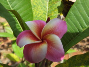 Solar Blast plumeria