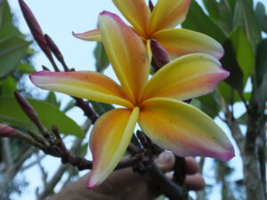 Solstice plumeria