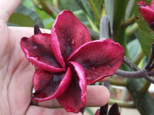 Taboo plumeria