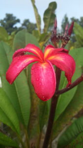 Tantalizer plumeria