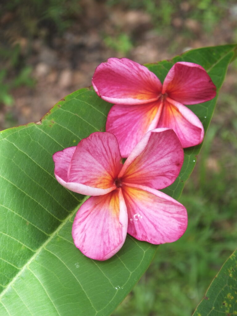Tigress plumeria photo