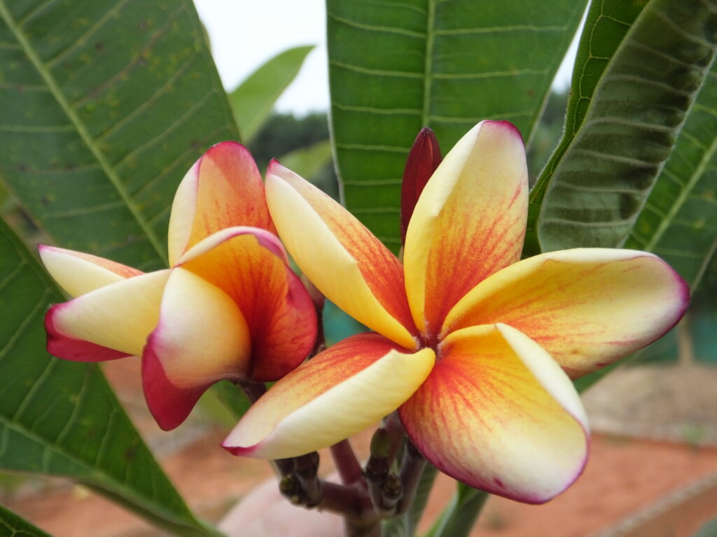 Velocity plumeria photo
