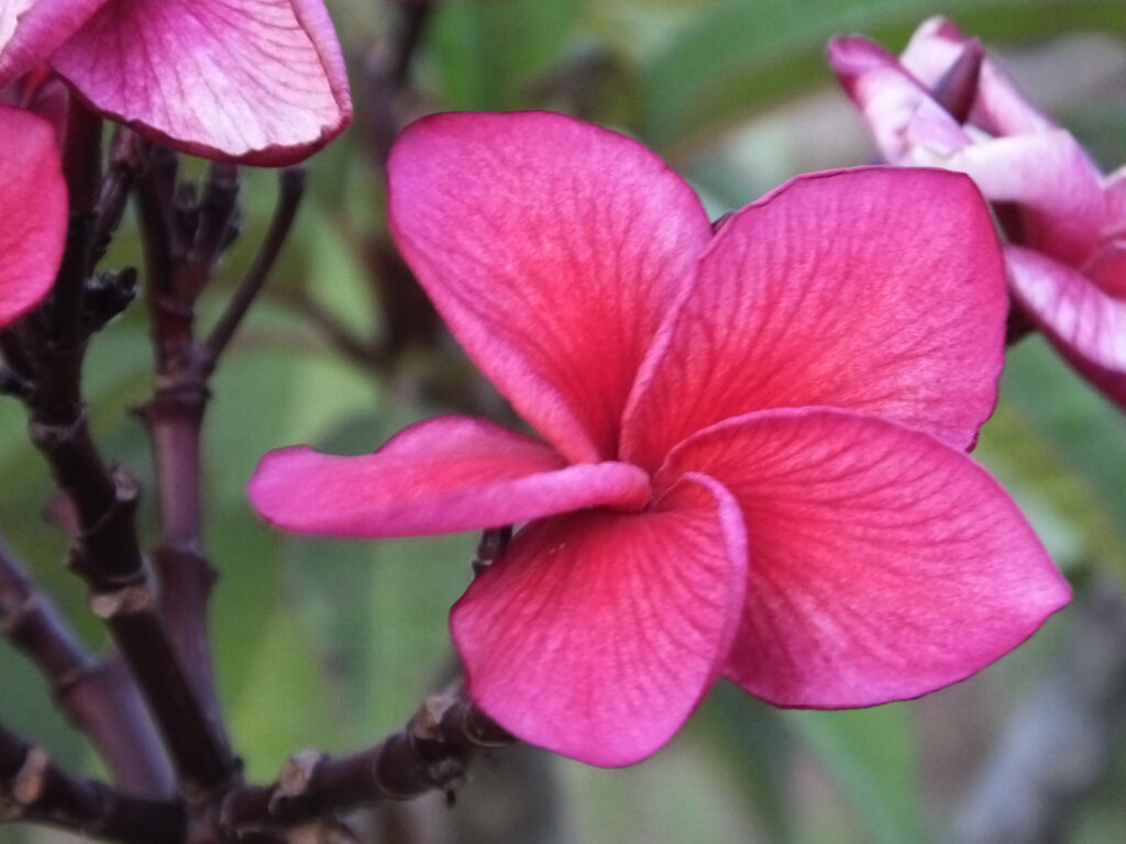 Venous plumeria photo