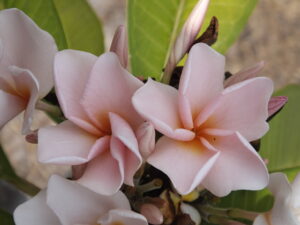White Blush plumeria