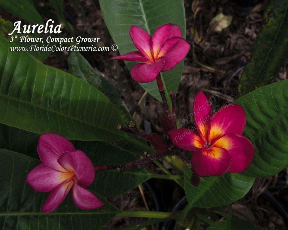 Aurelia plumeria photo