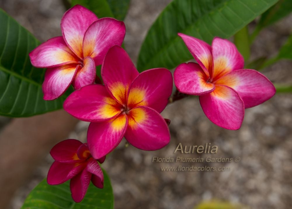 Aurelia plumeria photo