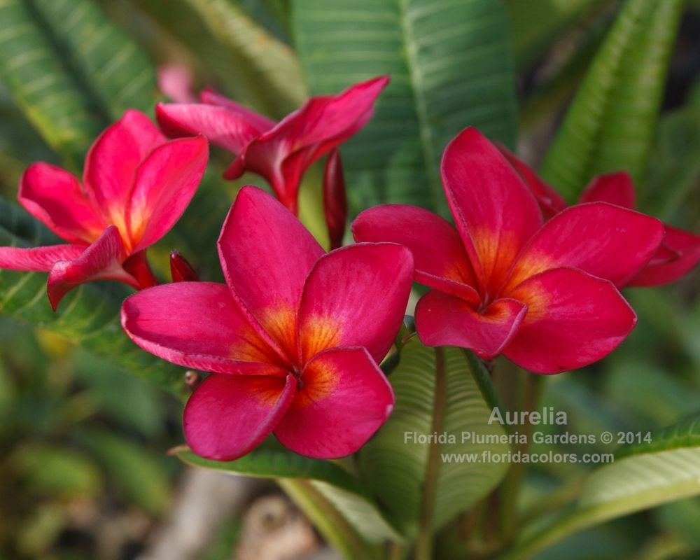 Aurelia plumeria photo