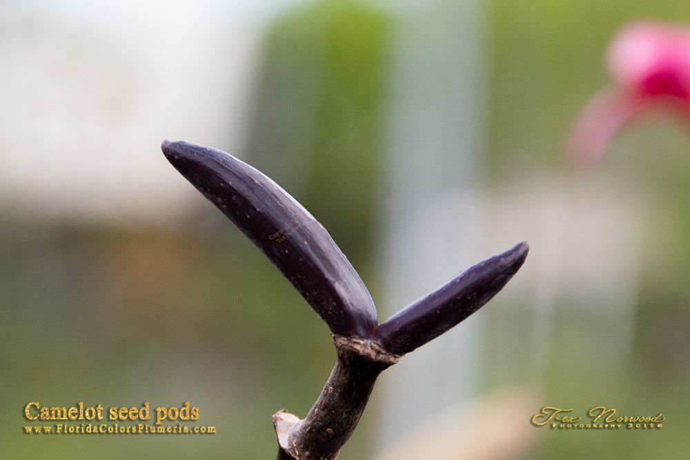 Camelot plumeria photo
