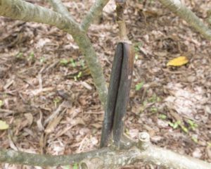 Camelot plumeria seedpod