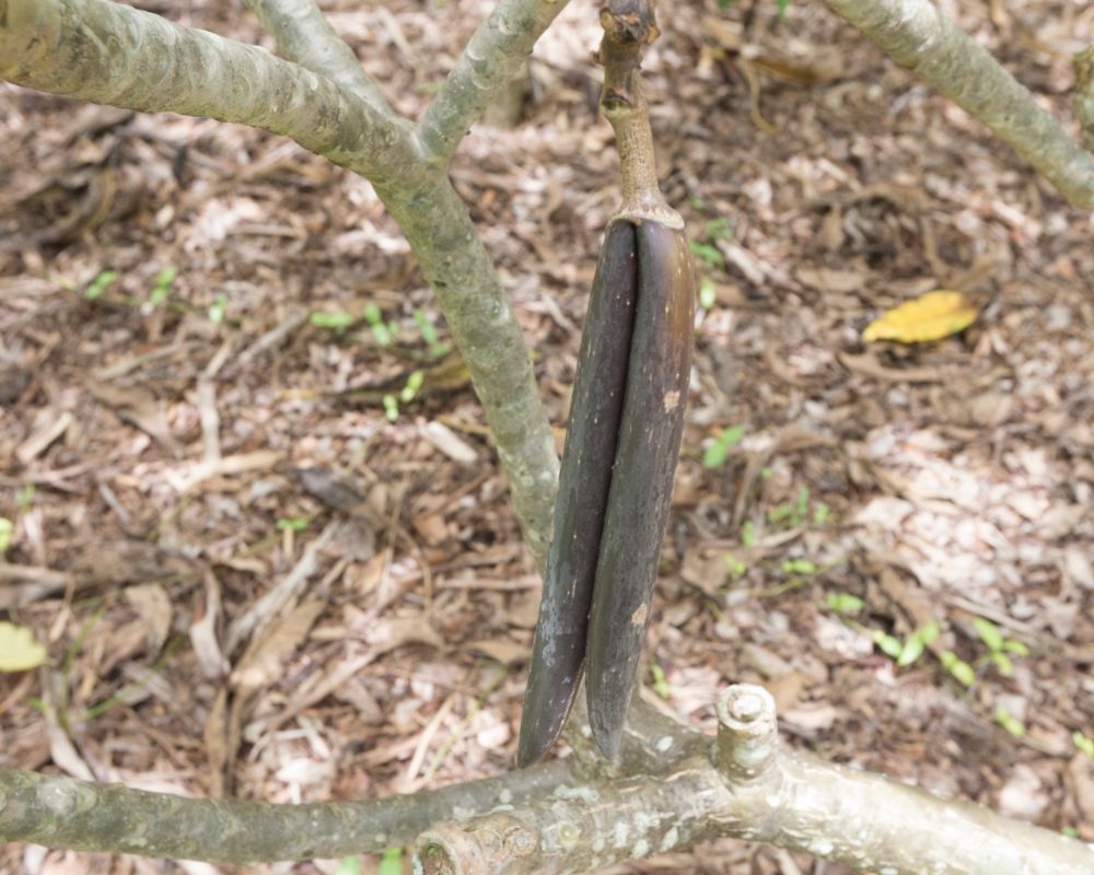 Camelot plumeria seedpod