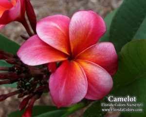 Camelot plumeria flower