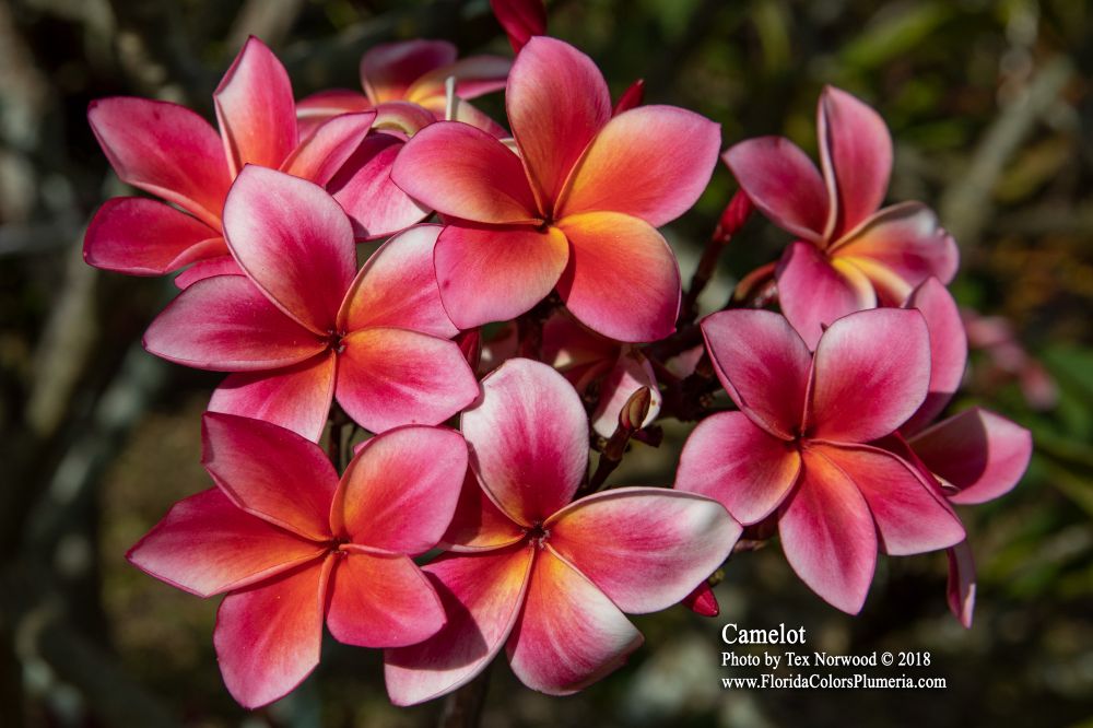Camelot plumeria photo