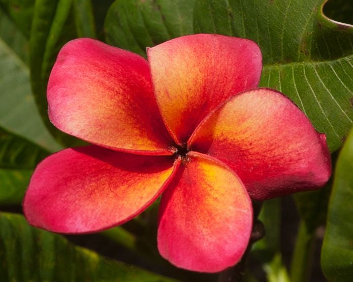 Camelot plumeria photo