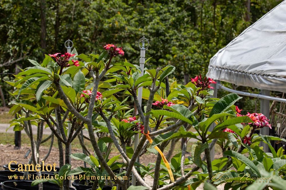 Camelot plumeria photo